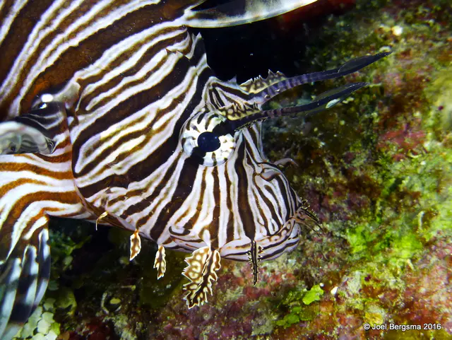 Underwater photograph by Joel Bergsma