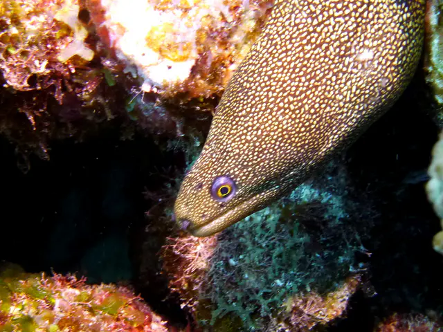 Underwater photograph by Joel Bergsma