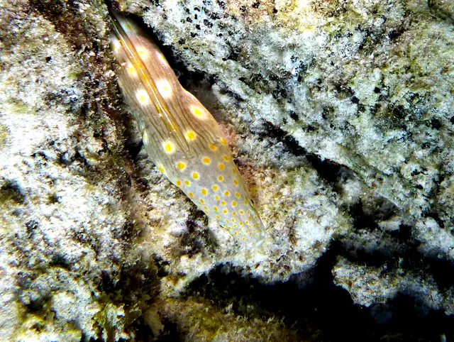Underwater photograph by Joel Bergsma