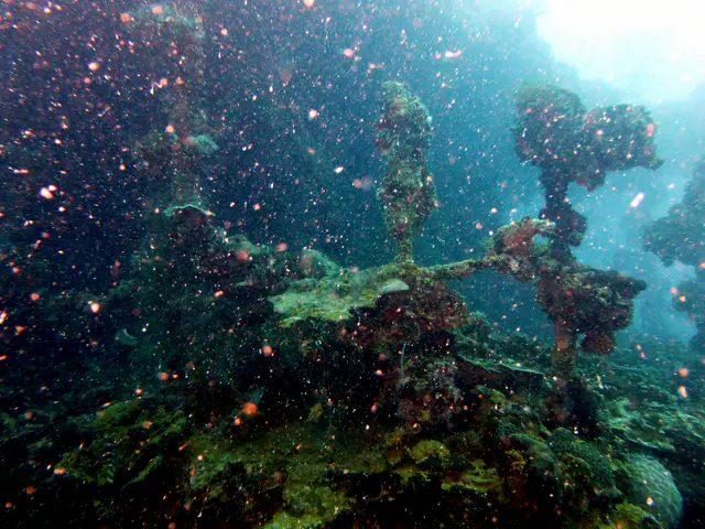 Underwater photograph by Joel Bergsma