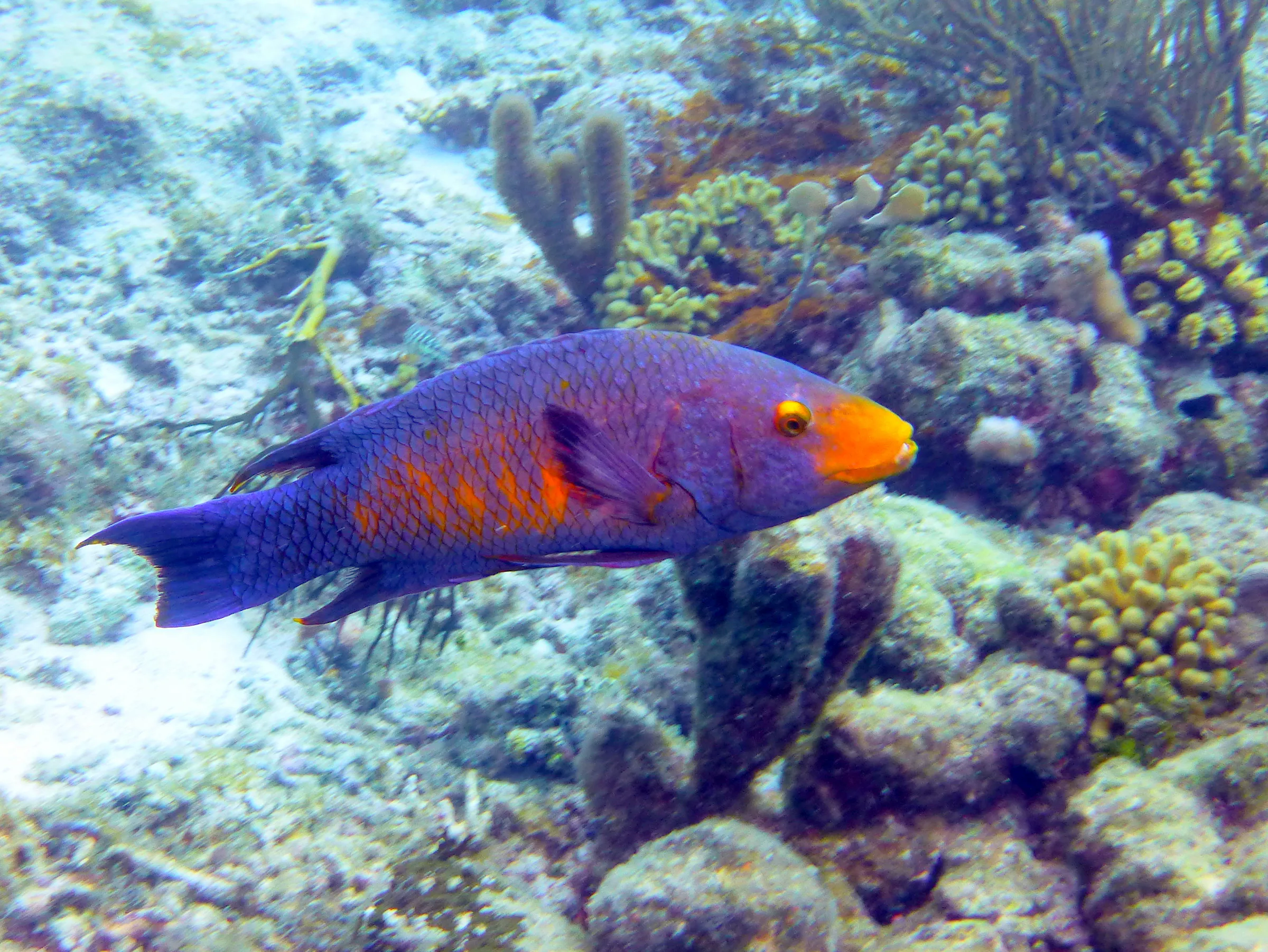 Spanish Hogfish, Bonaire, 2013