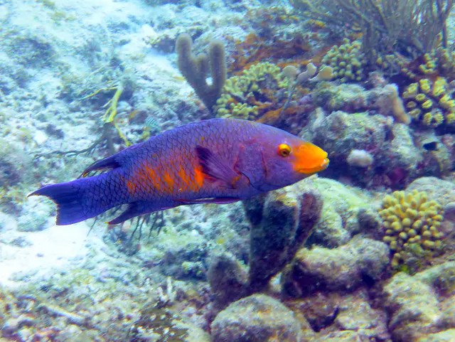 Underwater photograph by Joel Bergsma