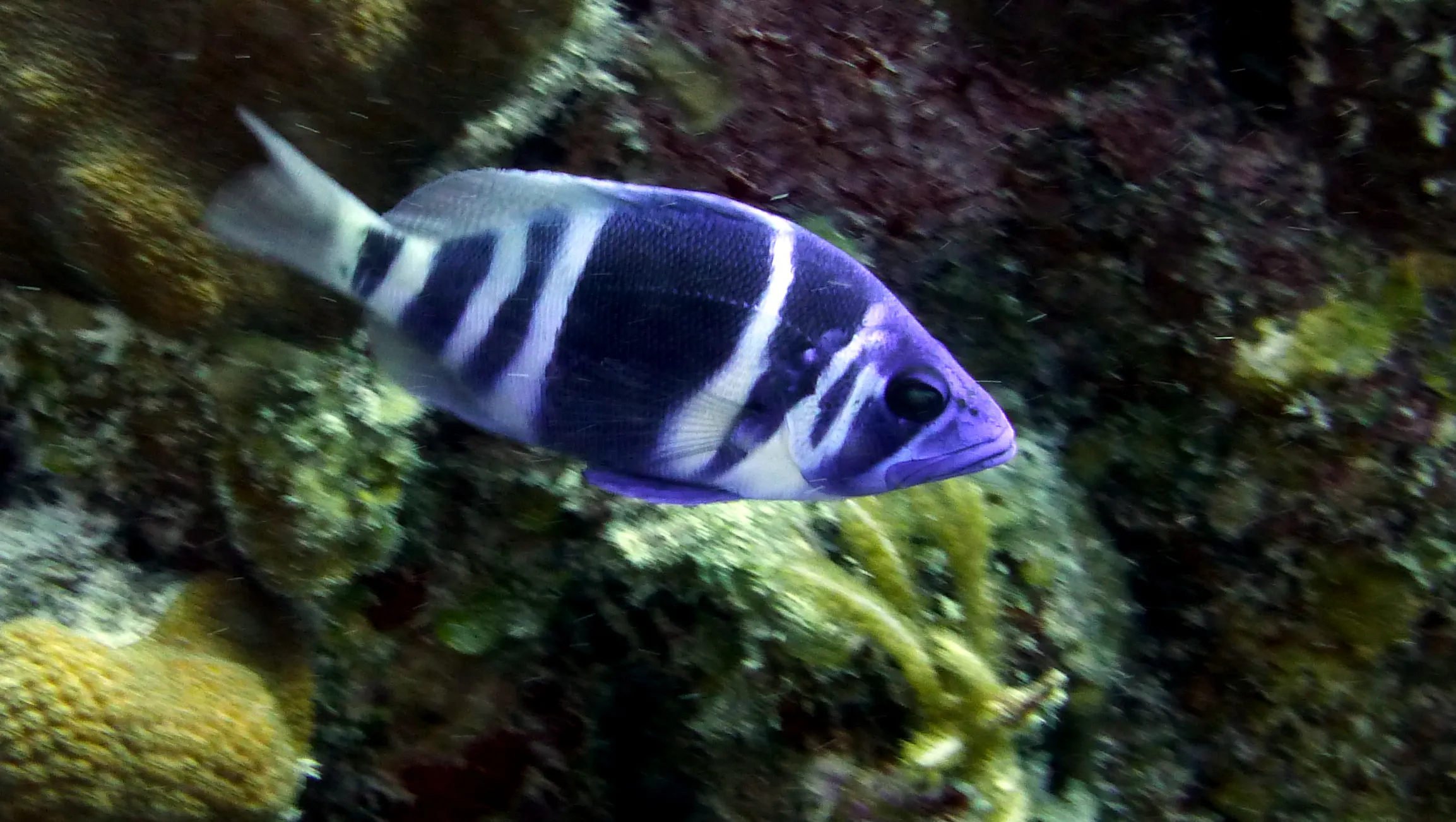 Indigo Hamlet, Belize, 2017