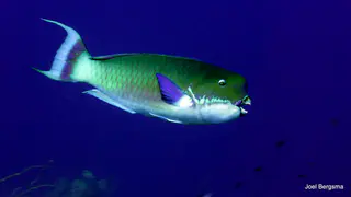 Underwater photograph by Joel Bergsma