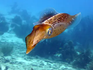 Underwater photograph by Joel Bergsma