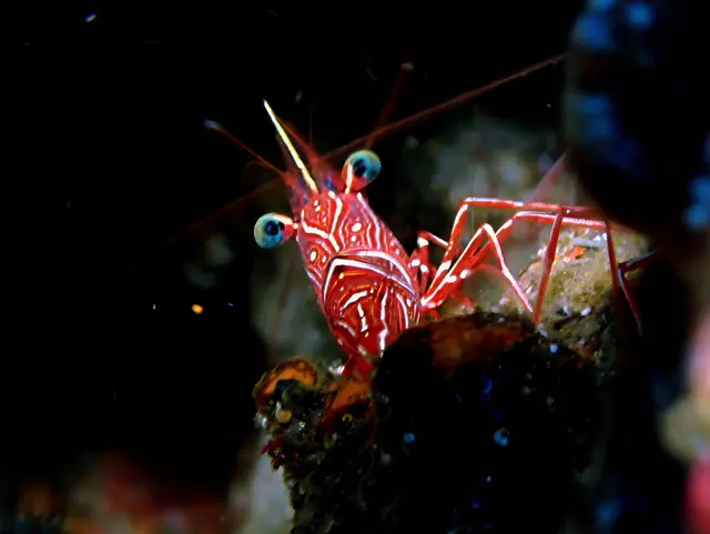 Underwater photograph by Joel Bergsma