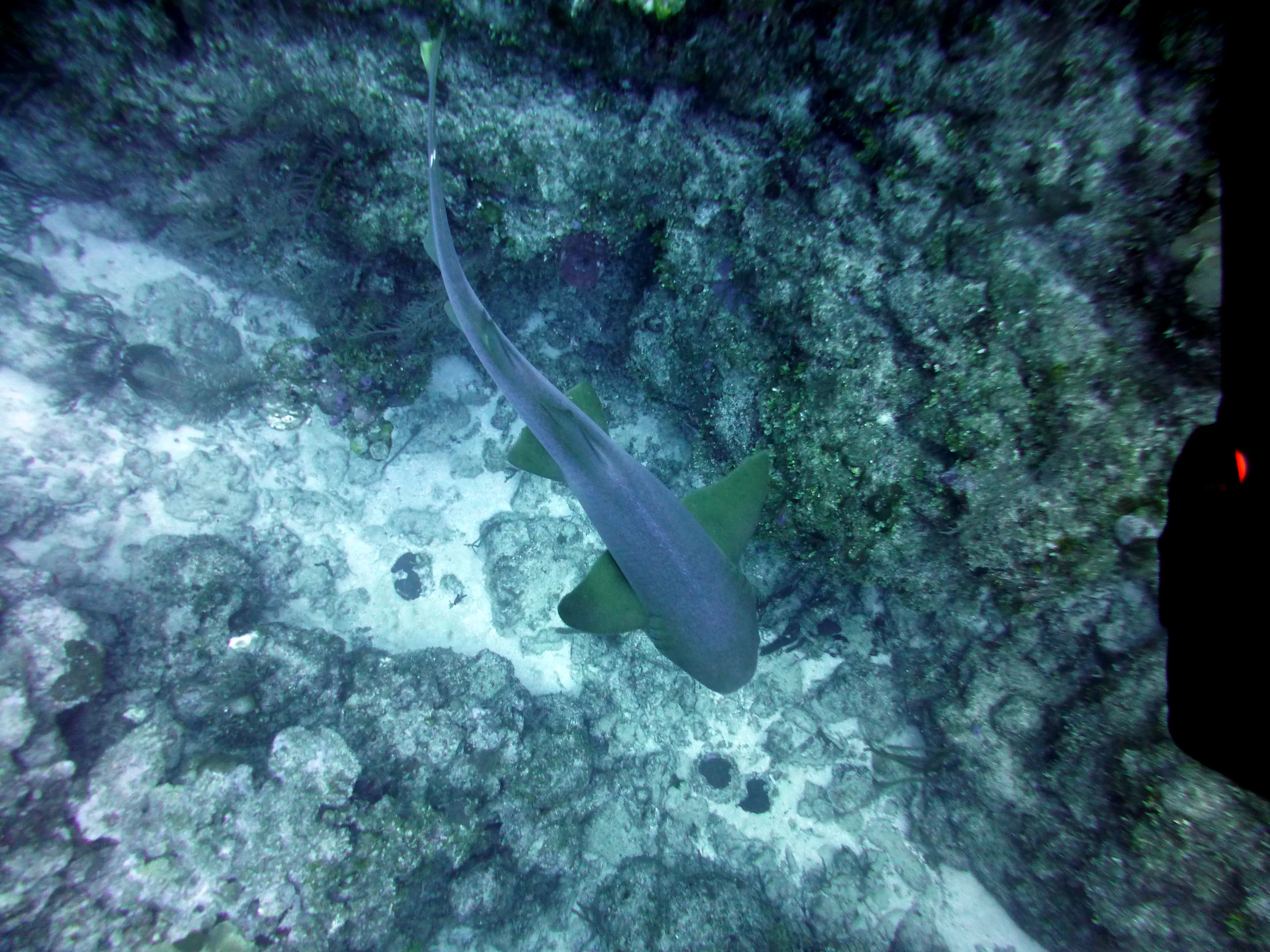 Nurse Shark, Belize, 2017