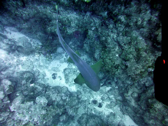 Underwater photograph by Joel Bergsma