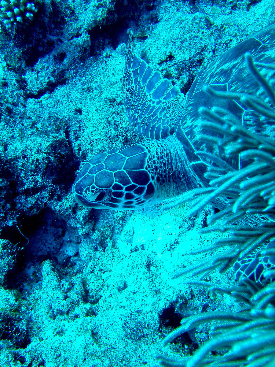 Green sea turtle.