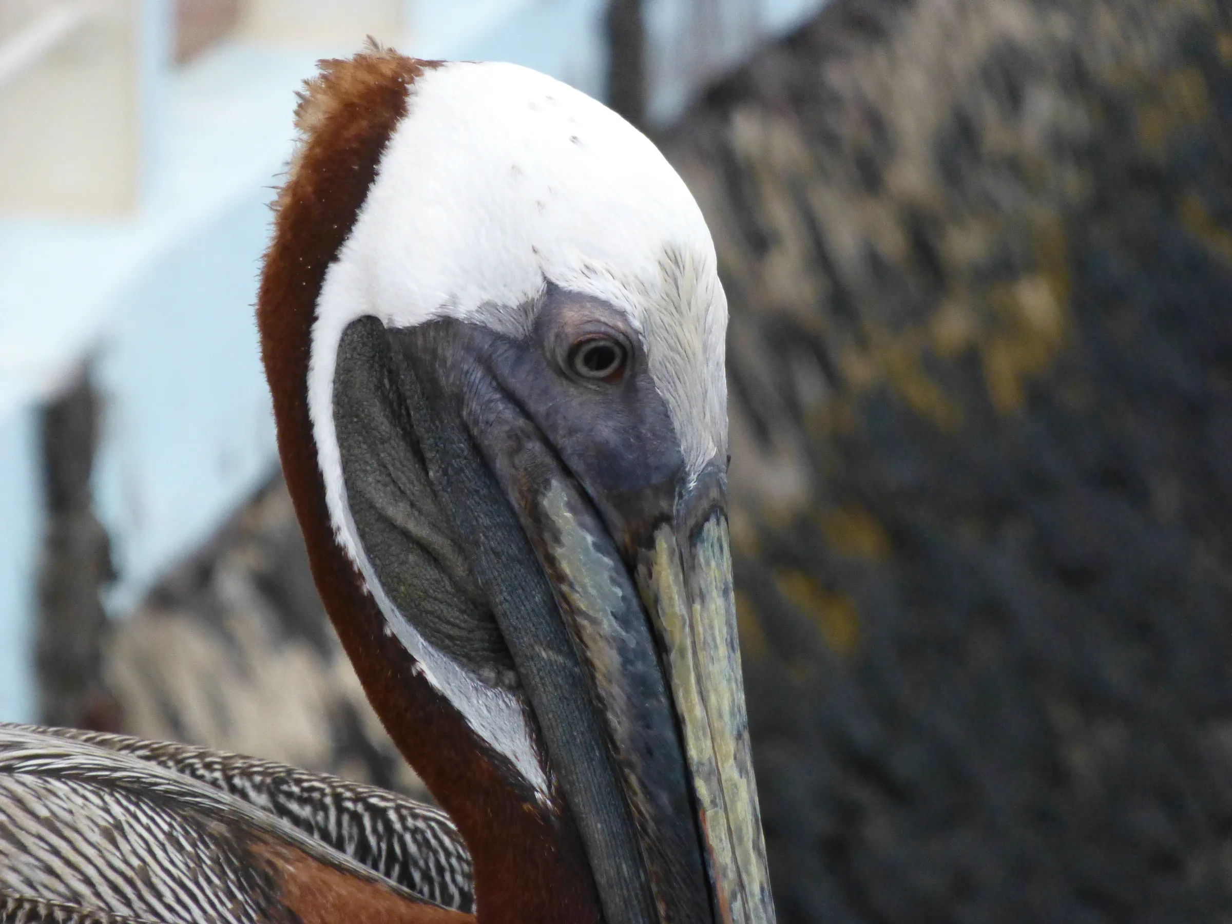Brown Pelican