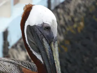 Brown Pelican
