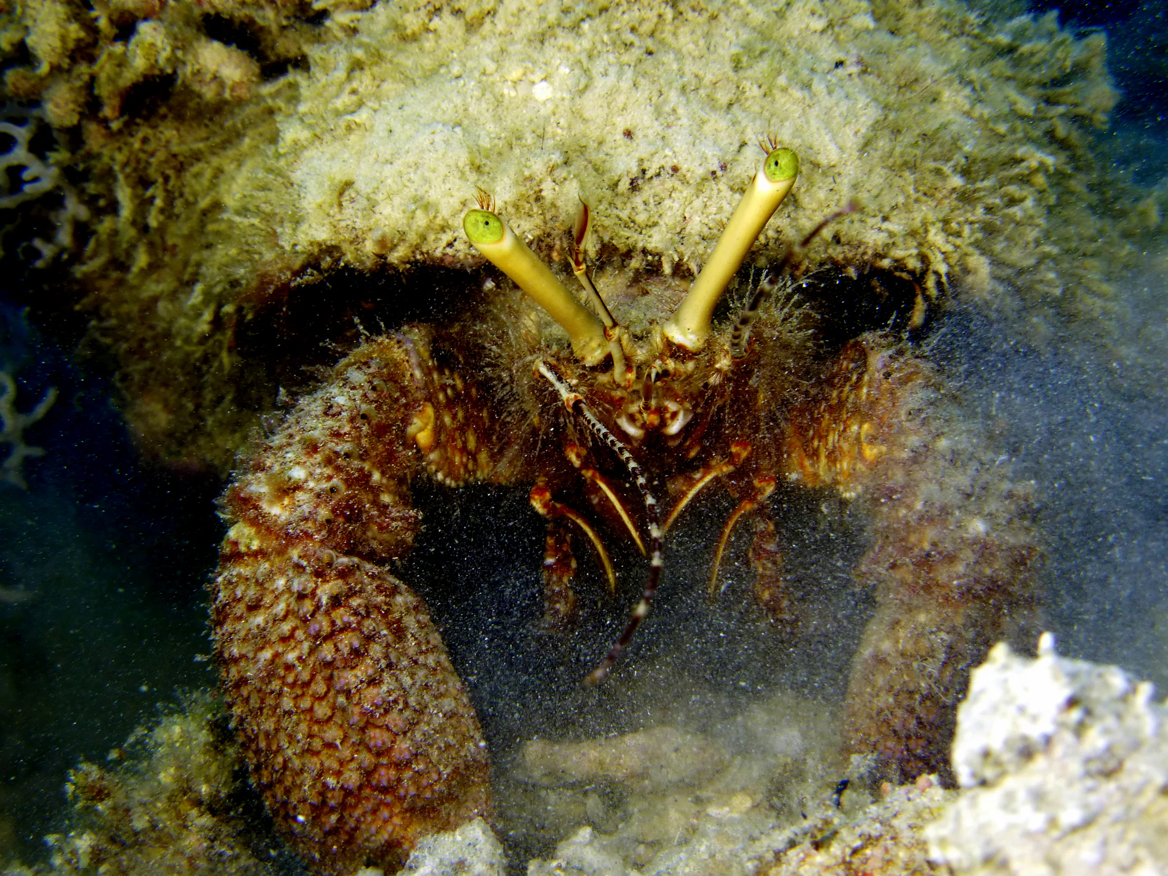 Hermit Crab, Cozumel, 2014