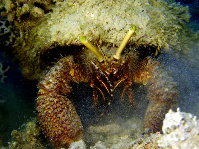 Underwater photograph by Joel Bergsma