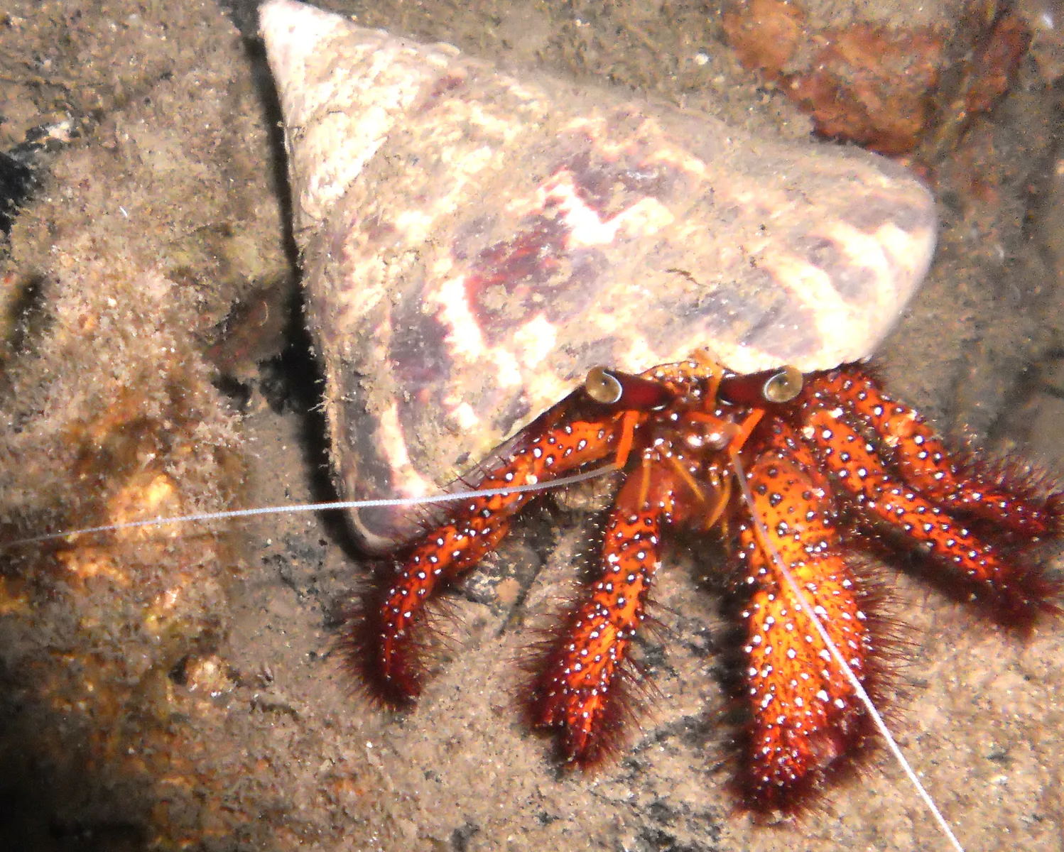 White-Spotted Hermit Crab shown with the complete shell that he inhabits. See Paul Humann, et al, Reef Creature Identification - Tropical Pacific (2010) at page 162.