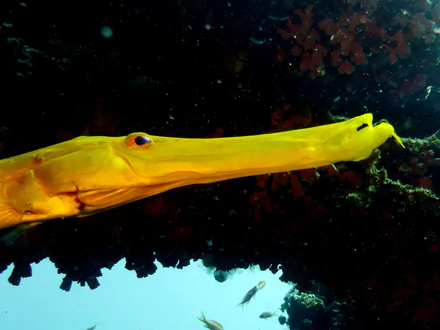 Underwater photograph by Joel Bergsma
