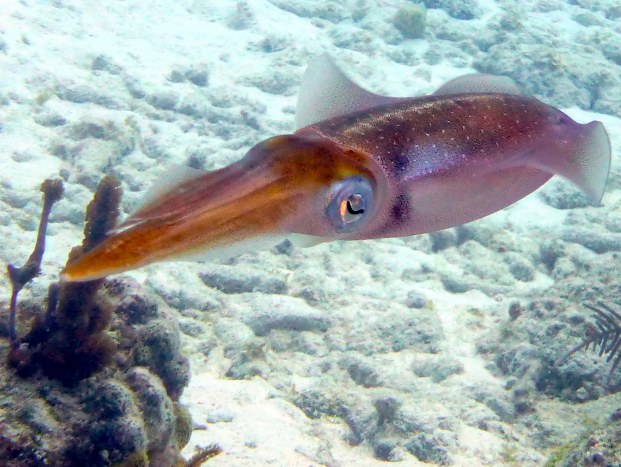 Reef Squid, Bonaire, 2013