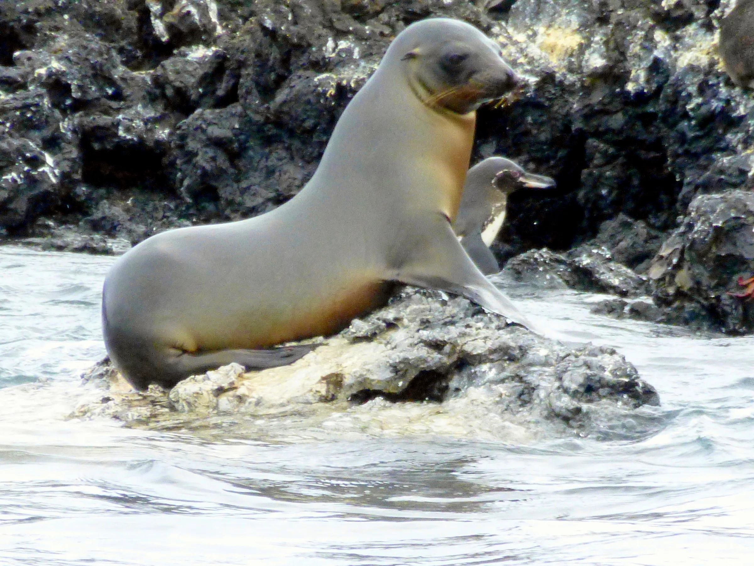 A Sea Lion and Penguin share a small rock.