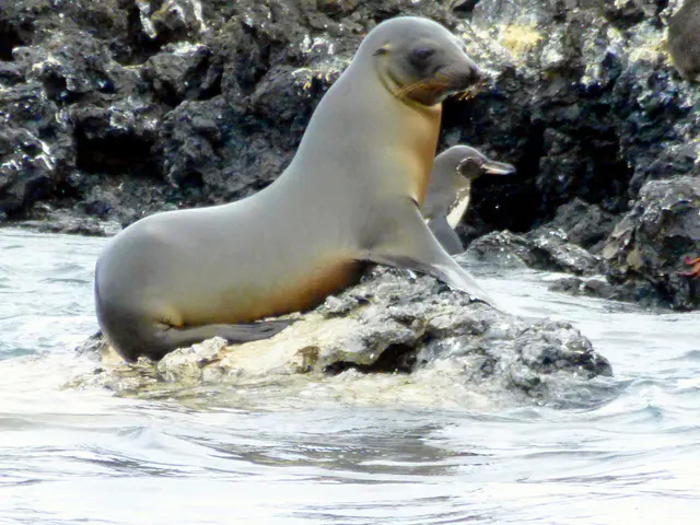 A Sea Lion and Penguin share a small rock.