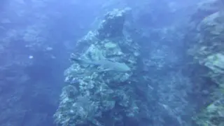 Nurse Shark bumps camera repeatedly