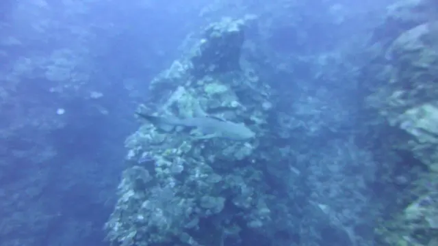 Nurse Shark bumps camera repeatedly
