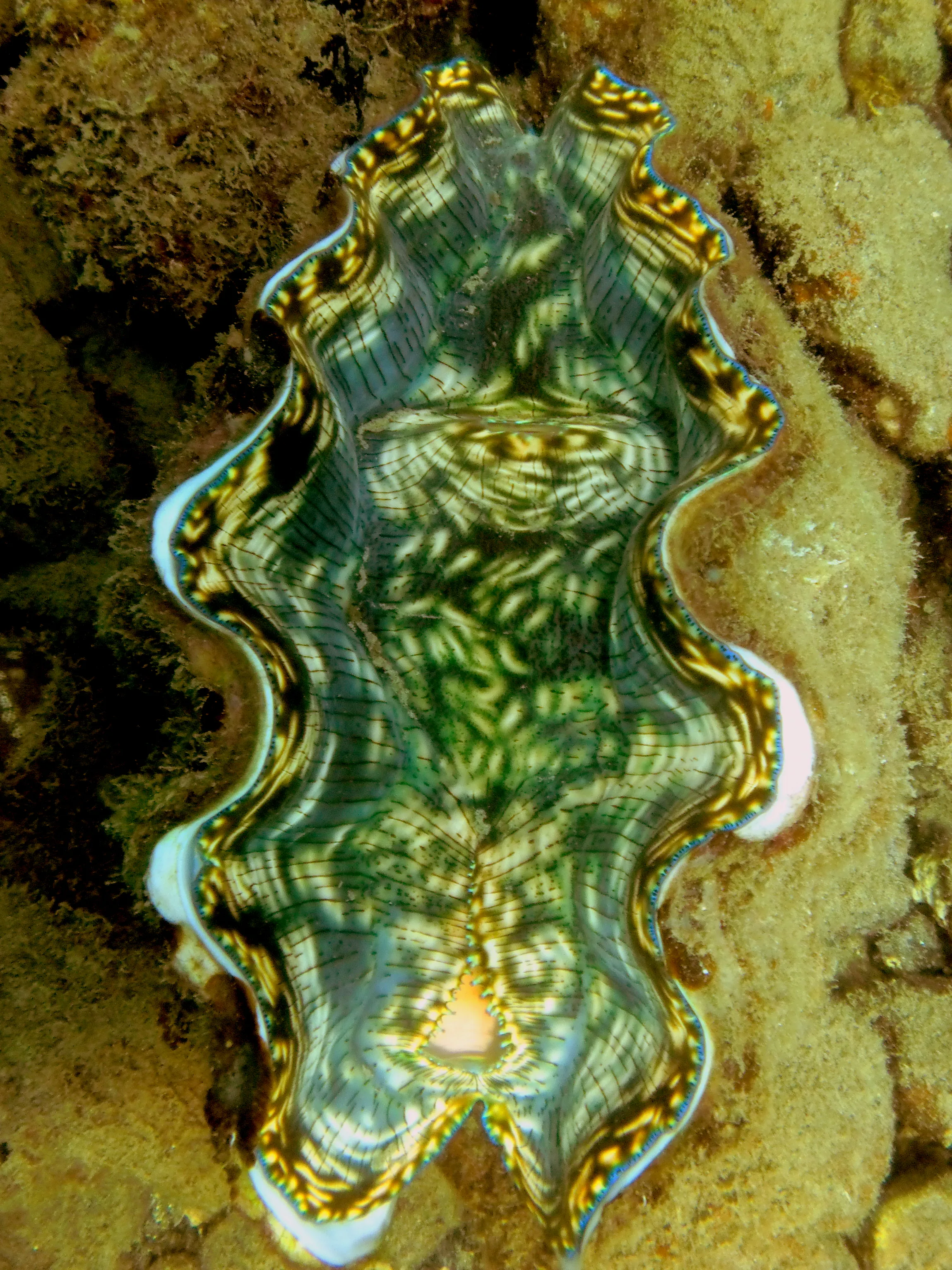 Green Clam along Sam's Wall.