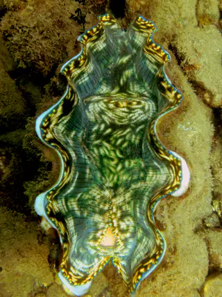 Green Clam along Sam's Wall.