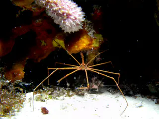Arrow Crab
