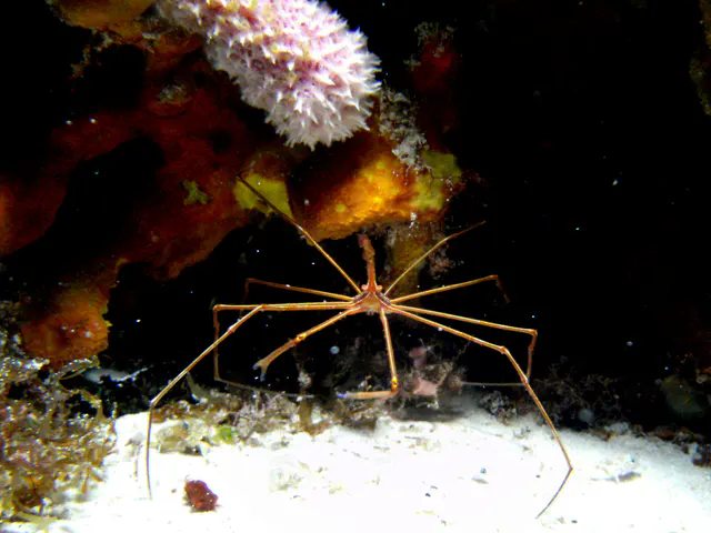 Arrow Crab