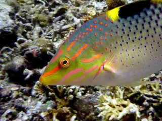 Underwater photograph by Joel Bergsma