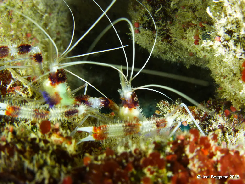 Shrimp, Cayman Islands, 2016