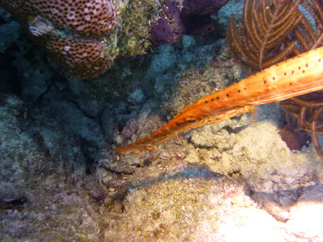 Underwater photograph by Joel Bergsma