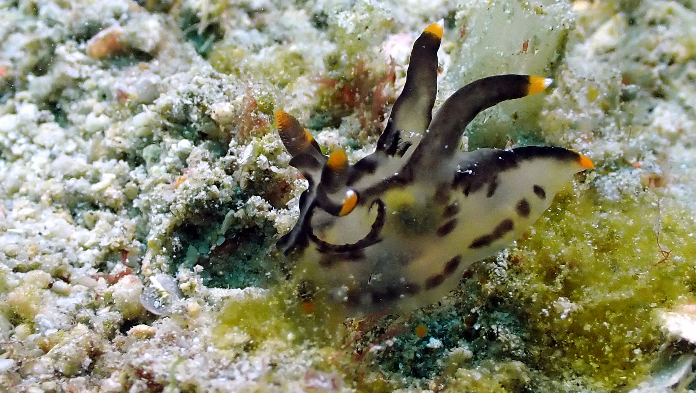 Philippines underwater photograph, 2024
