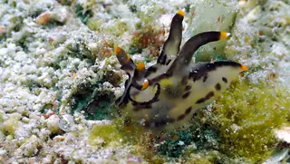 Underwater photograph by Joel Bergsma