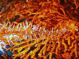 Underwater photograph by Joel Bergsma