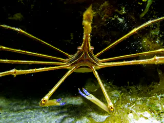 Underwater photograph by Joel Bergsma