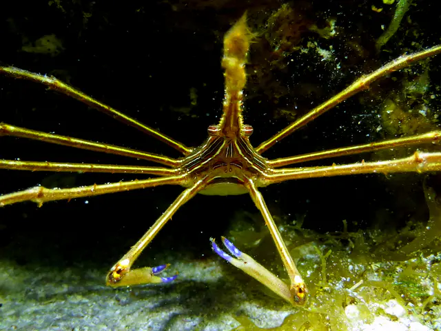 Underwater photograph by Joel Bergsma