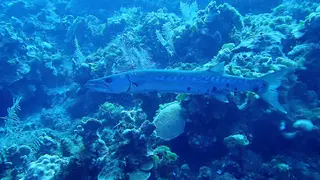 Barracuda