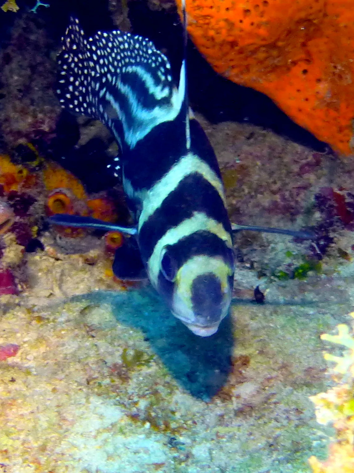 Spotted Drum Fish, Belize, 2017