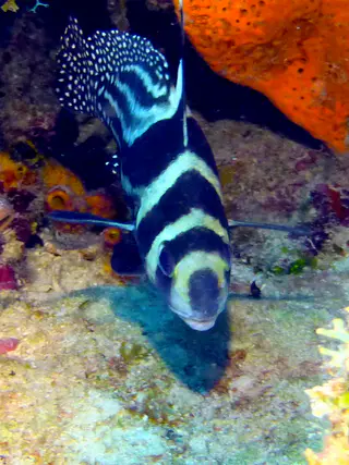 Underwater photograph by Joel Bergsma