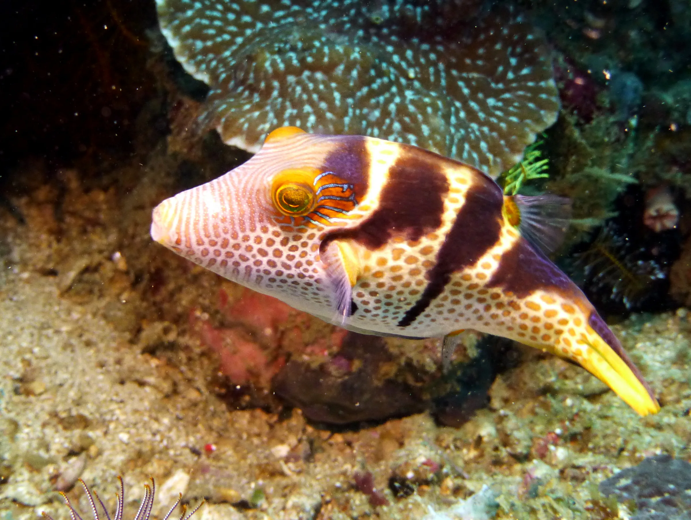 Pufferfish, Philippines, 2014