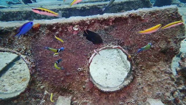 Wrasse feed on Seargant Major's eggs