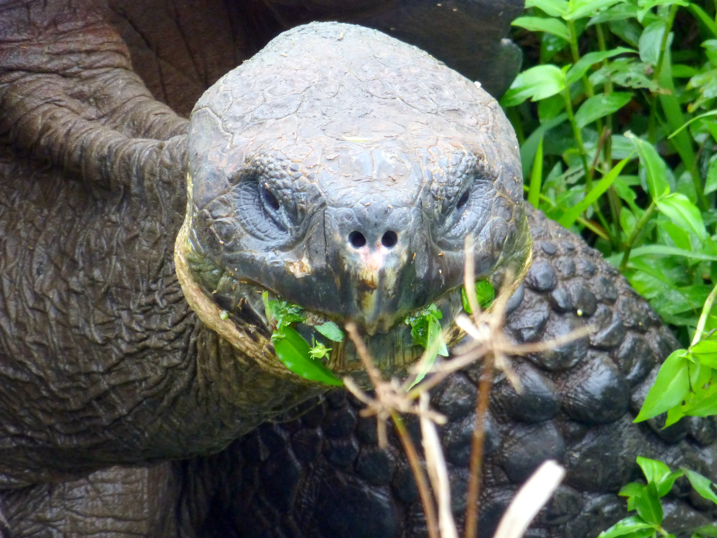 Tortoise on a private farm in Santa Cruz, adjoining the National Park.