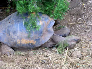 Resting Giant Tortoise with its long outstretched neck.