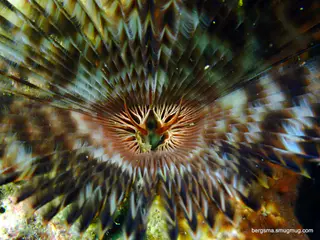Underwater photograph by Joel Bergsma