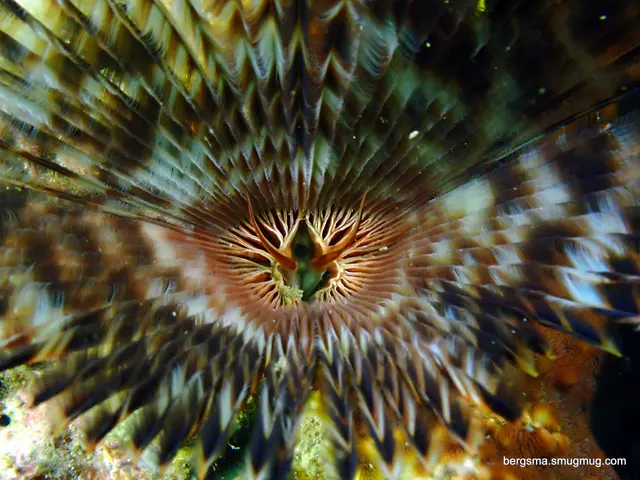 Underwater photograph by Joel Bergsma