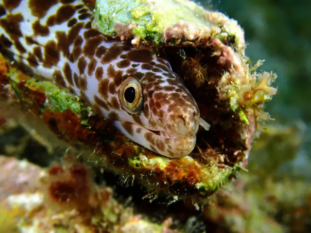 Underwater photograph by Joel Bergsma
