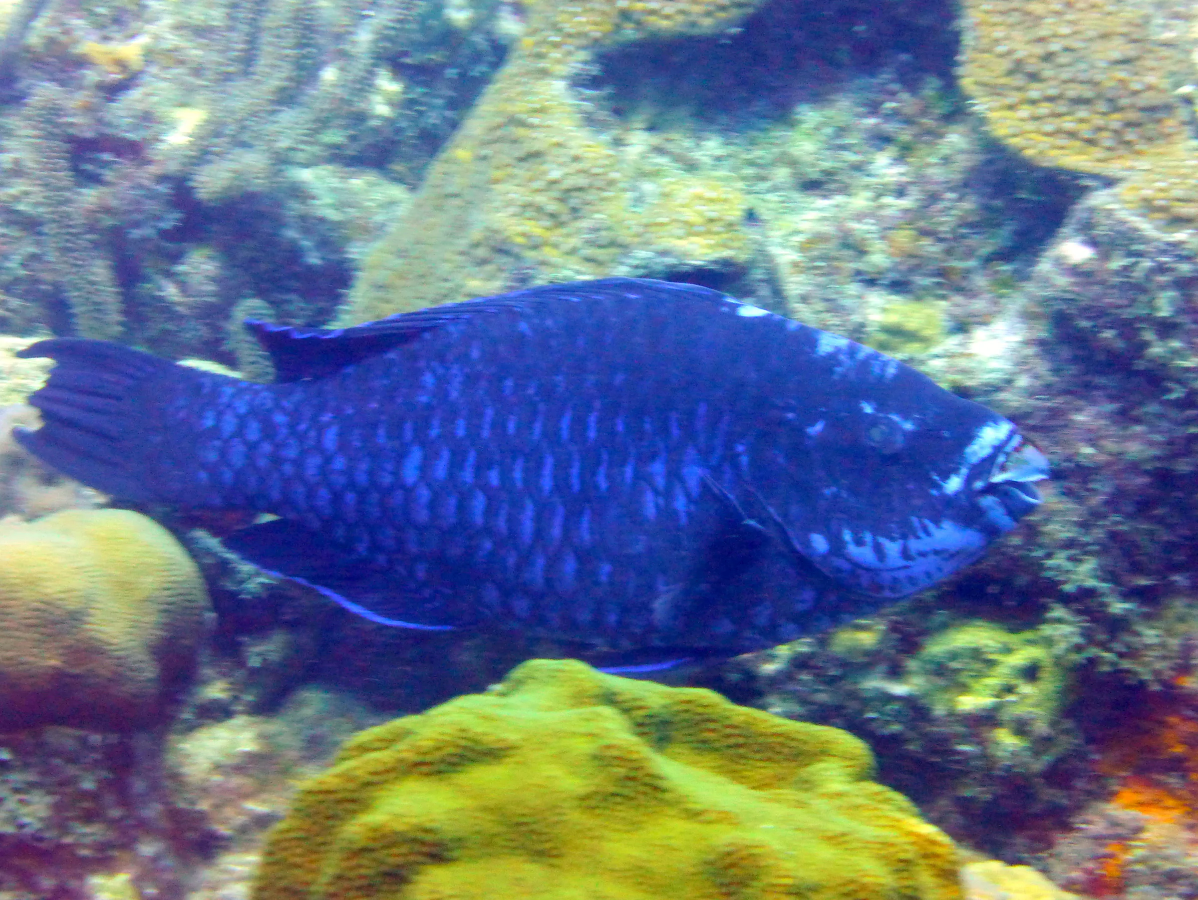 Bonaire underwater photograph, 2013