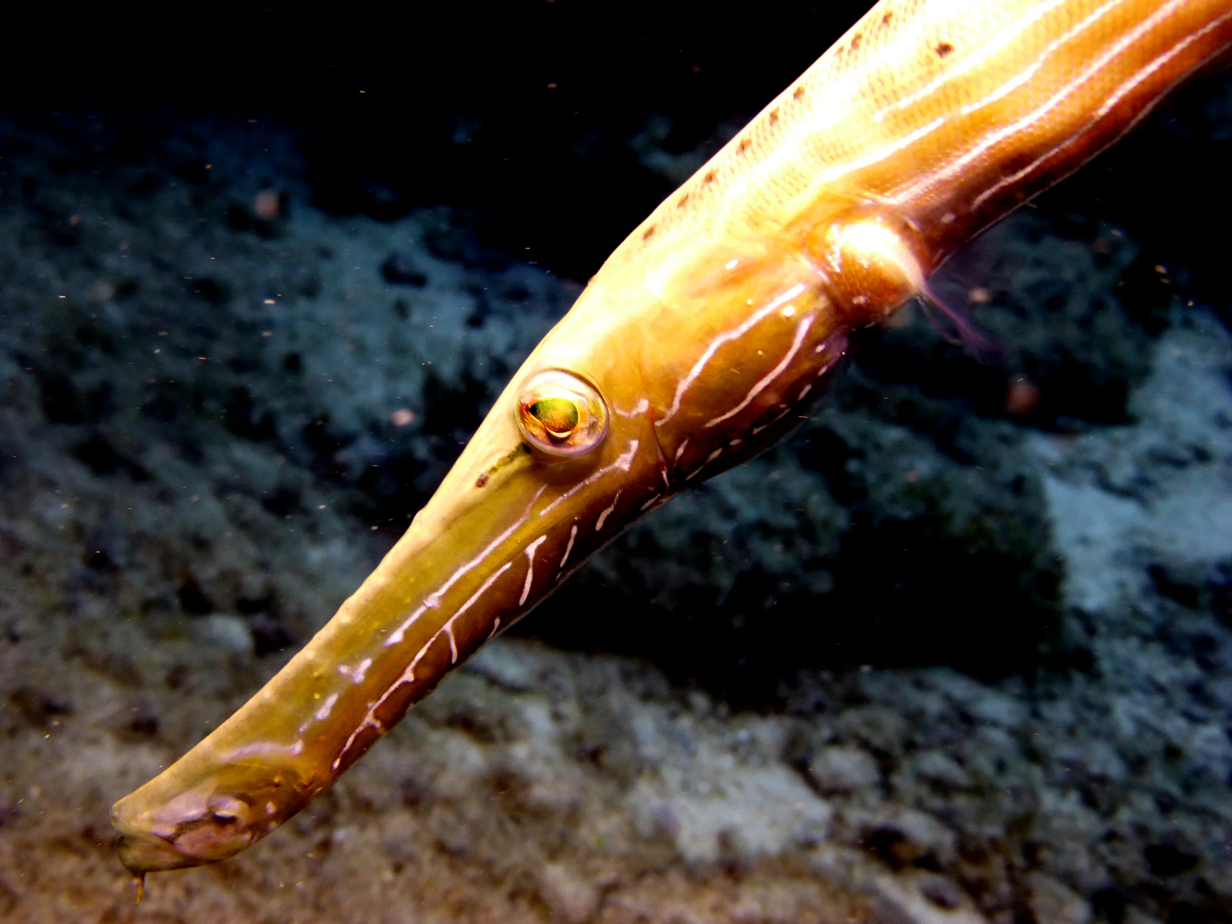 Trumpetfish, Cozumel, 2014