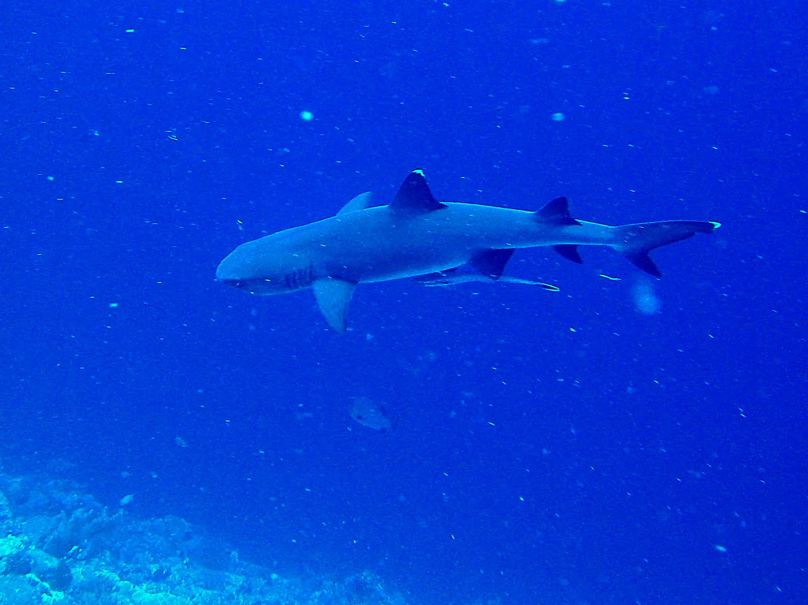 White tip shark with a remora hitching a ride on its belly.