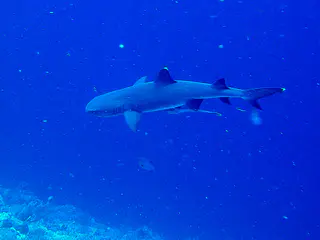 White tip shark with a remora hitching a ride on its belly.